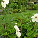 Abelmoschus manihot (2)
